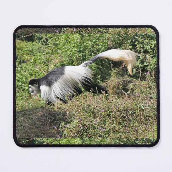 Item preview, vr 3463 - 1/ finition 2023  singes : les Colobe -  Okaio Créations Olavia-Olao designed and sold by o.okaïo.