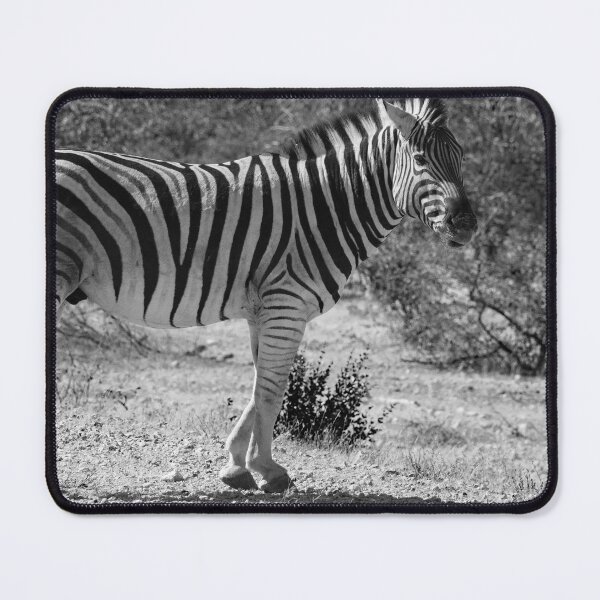 Item preview, Plains zebra in Etosha Park, Namibia designed and sold by Photopat.