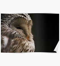 Owl Poster