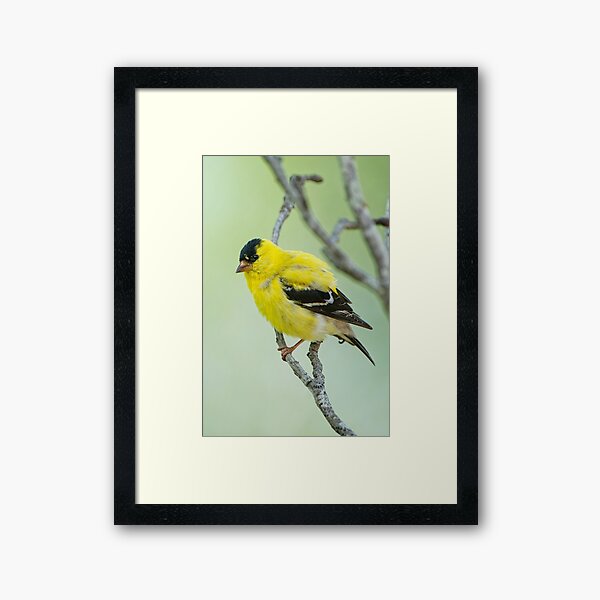Mr. Goldfinch Framed Art Print