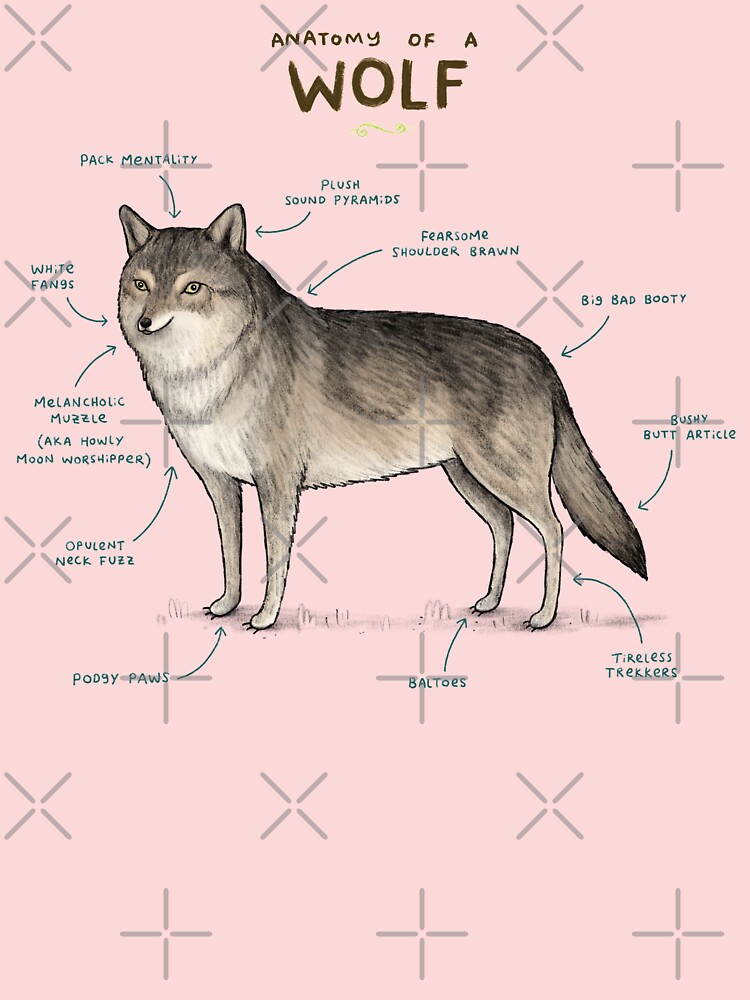 Anatomy of a Wolf" Kids T-Shirt by SophieCorrigan | Redbubble