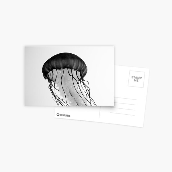 Jellyfish Postcard