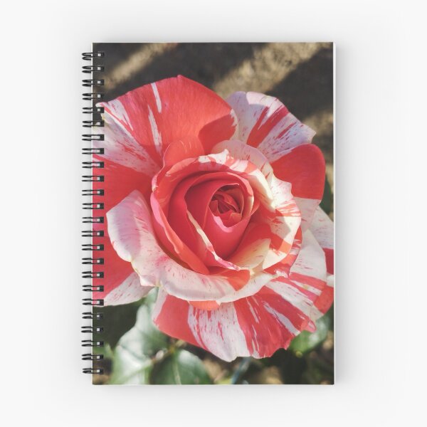 Item preview, Gorgeous Neil Diamond rose.  Blossoming Rose, Floral Beauty, Macro Photography. designed and sold by inspiration3.