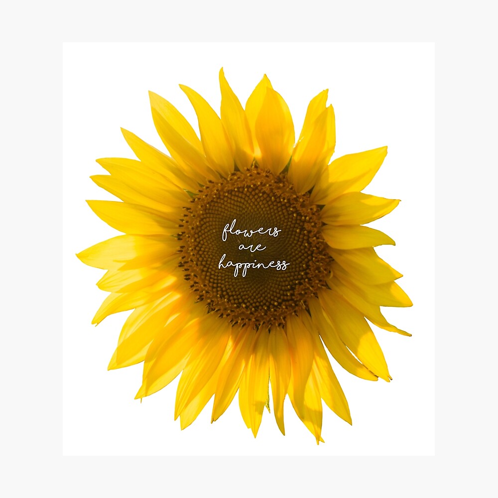 Quote Sunflower Yellow Flowers Are Happiness Motivational Quote Hd Poster By Iresist Redbubble