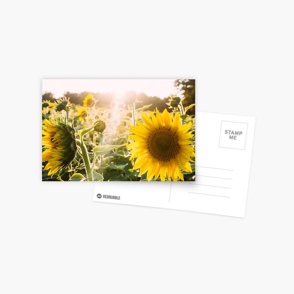 Sunflower Aesthetic Golf Le Fleur Postcard By Katieluu Redbubble