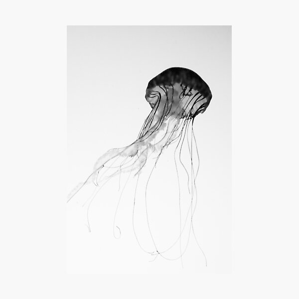 Graceful Jellyfish Photographic Print