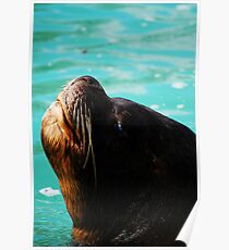 Seal Poster