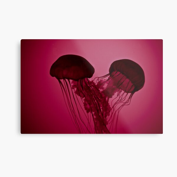 Jellyfish Love Metal Print
