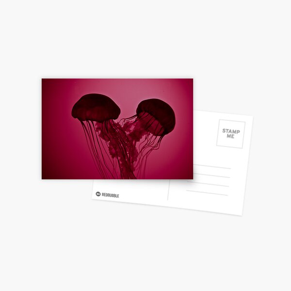 Jellyfish Love Postcard