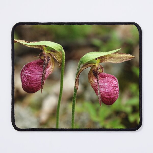 Item preview, Pink Lady Slipper Orchids designed and sold by Debbie Oppermann.