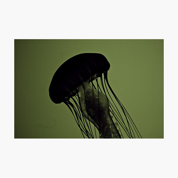 Jellyfish on Green Photographic Print