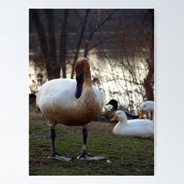 Item preview, duck, duck, GOOSE designed and sold by kimbarose.