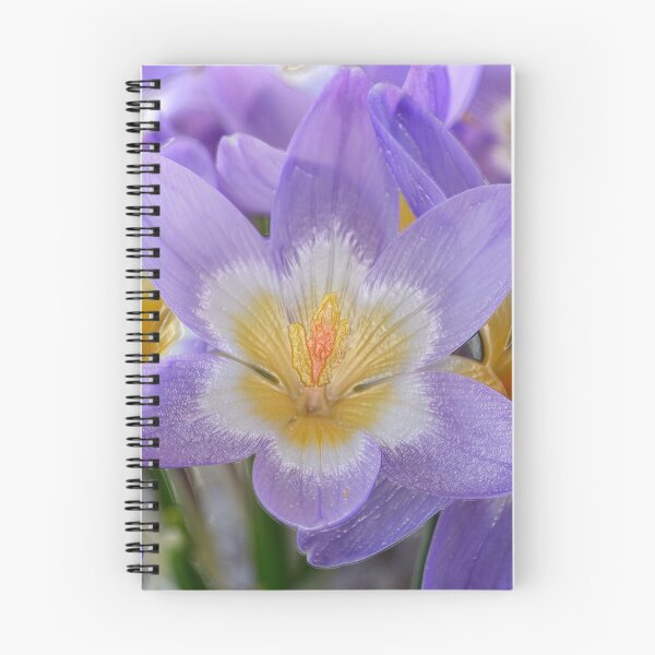 Item preview, Crocus sieberi subsp. sublimis  Three-coloured Sieber's crocus Photo with artistic filter applied designed and sold by Chris Burrows.