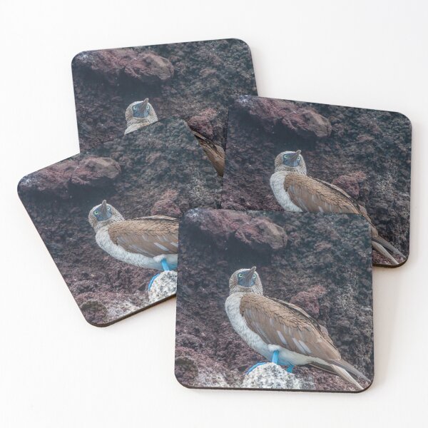 Item preview, Cross Eyed Blue Footed Bird designed and sold by SafariByMarisa.