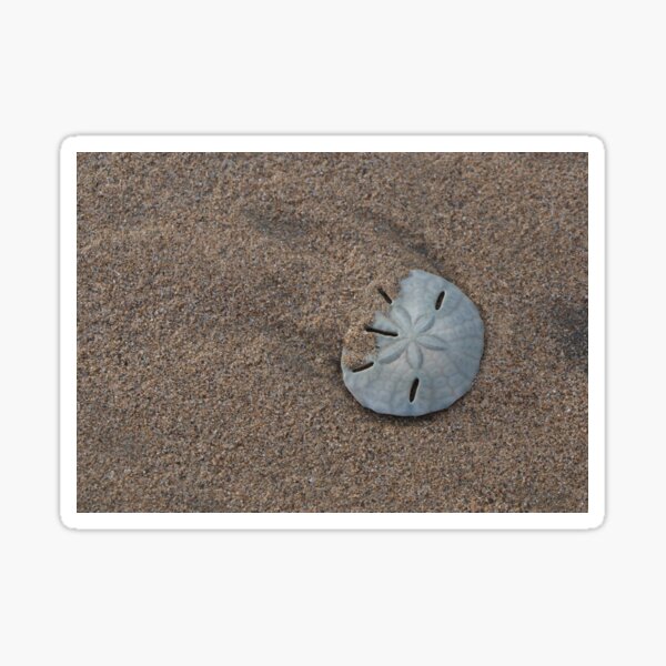 Lonesome sand dollar Sticker
