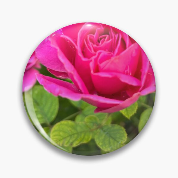 Artikelvorschau, Leuchtend rosa Gartenrosen entworfen und verkauft von EmmaLilStudio.