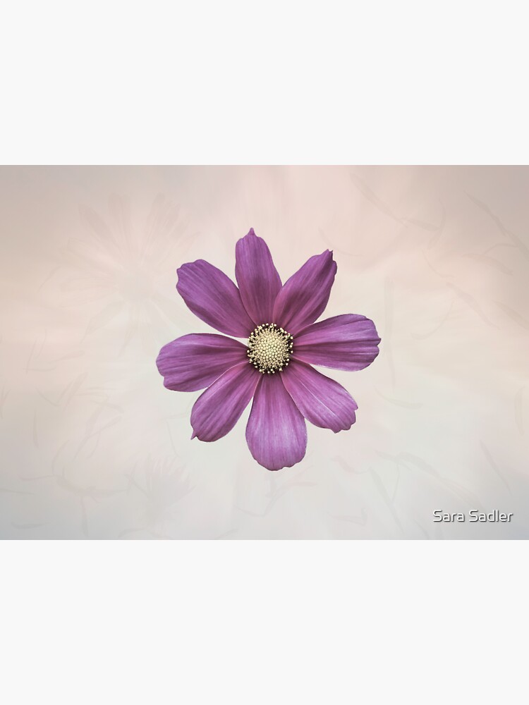 Purple Cosmos Flower by sadler2121