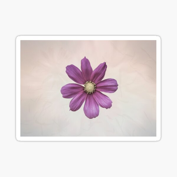 Purple Cosmos Flower Sticker