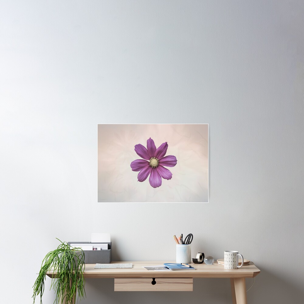 Purple Cosmos Flower Poster