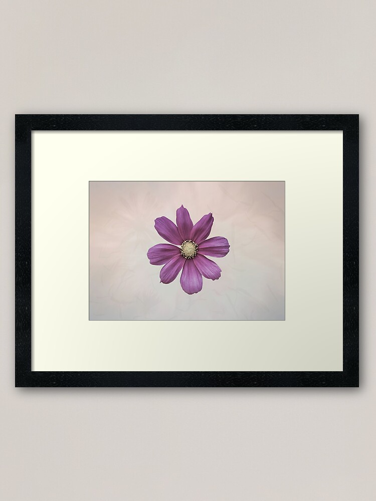 Alternate view of Purple Cosmos Flower Framed Art Print