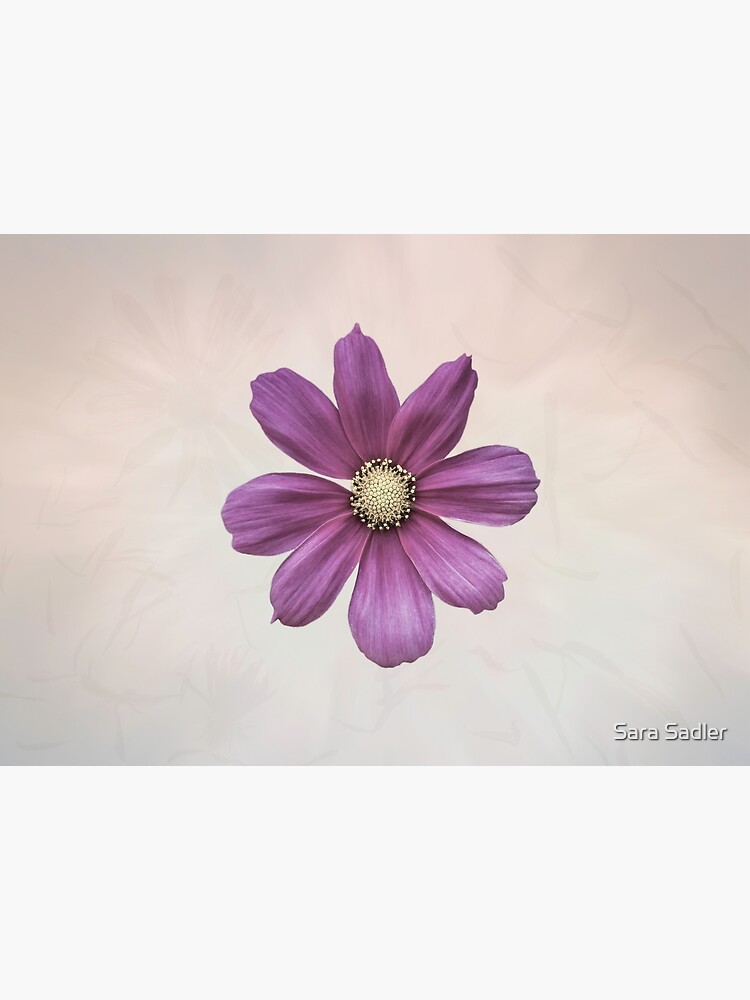 Purple Cosmos Flower by sadler2121