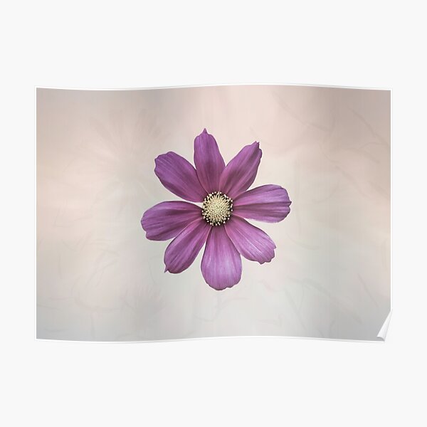 Purple Cosmos Flower Poster