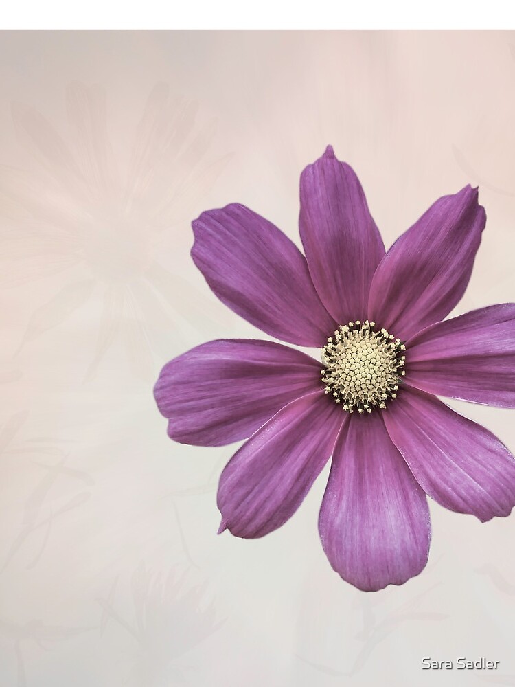 Purple Cosmos Flower by sadler2121