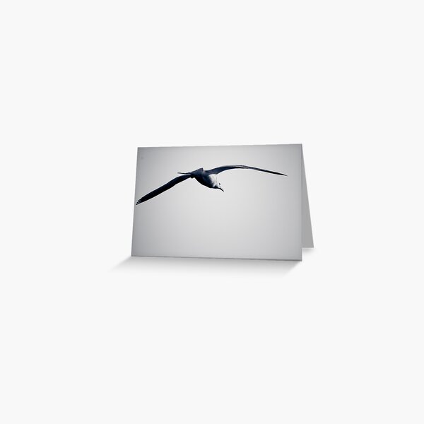 Seagull in Flight Greeting Card