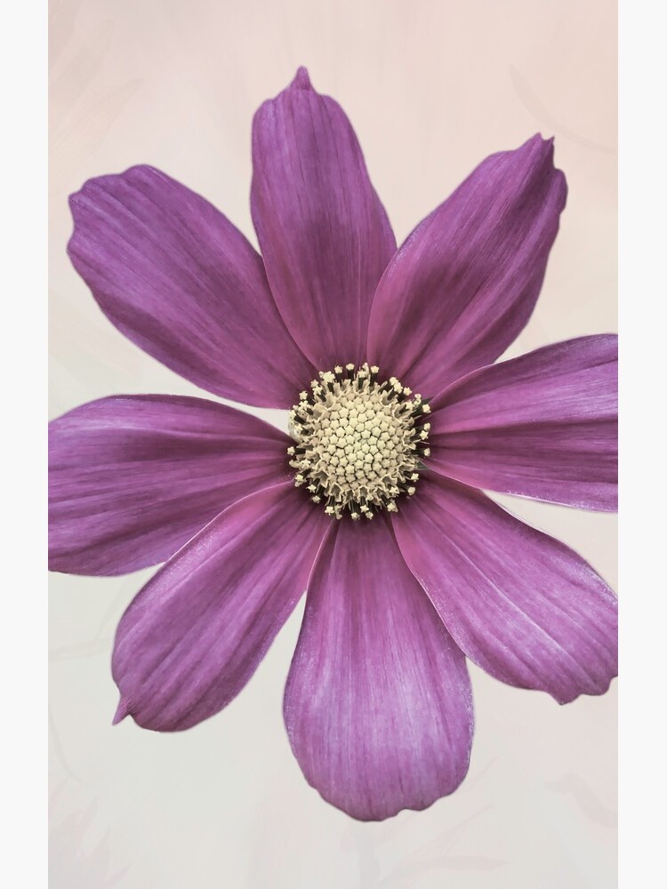 Purple Cosmos Flower by sadler2121