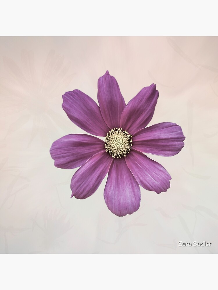 Purple Cosmos Flower by sadler2121
