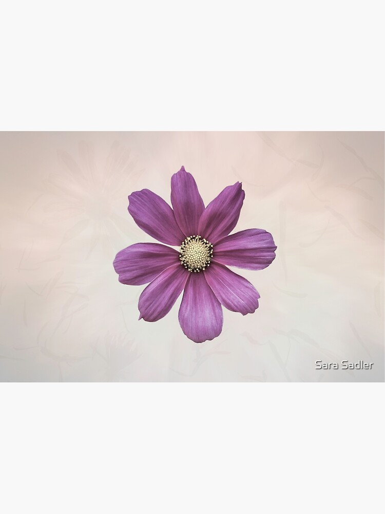 Purple Cosmos Flower by sadler2121