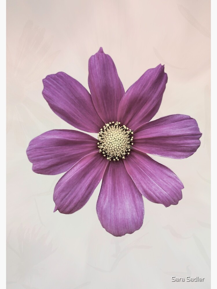 Purple Cosmos Flower by sadler2121