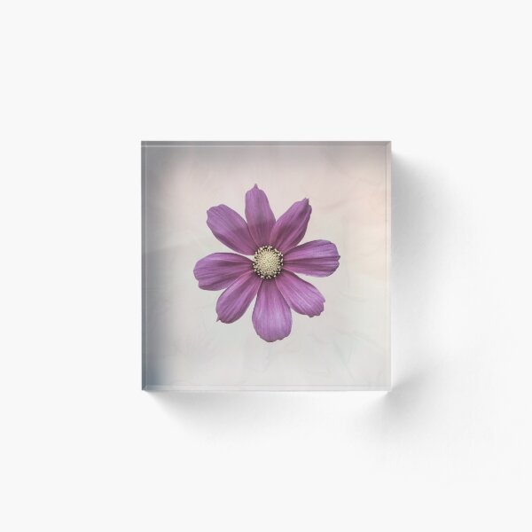 Purple Cosmos Flower Acrylic Block