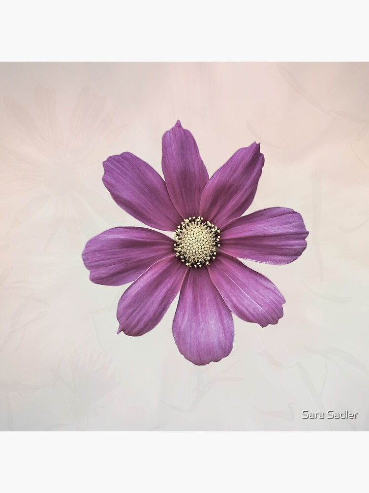 Purple Cosmos Flower by sadler2121