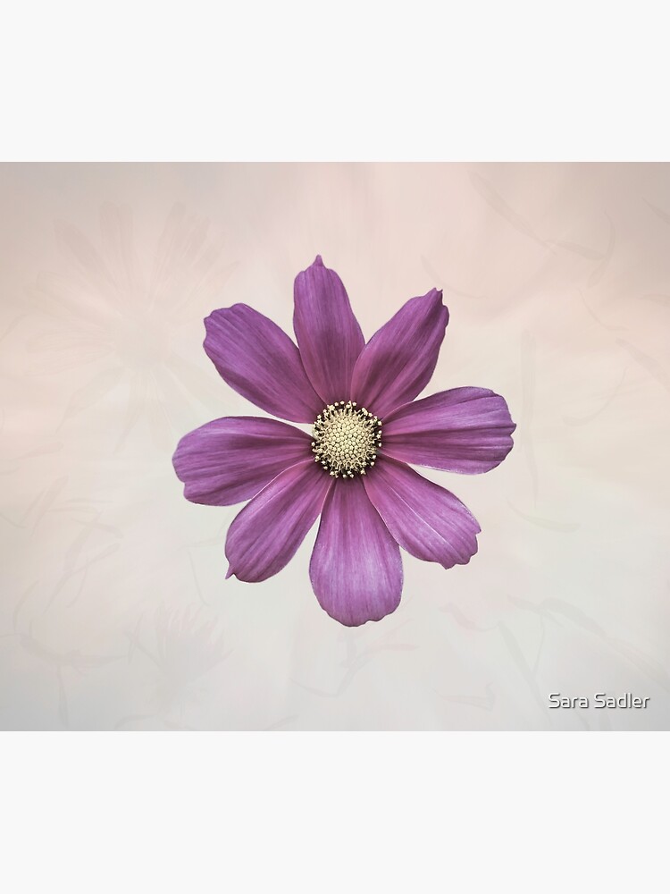 Purple Cosmos Flower by sadler2121