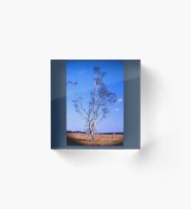 Lonely birch Acrylic Block