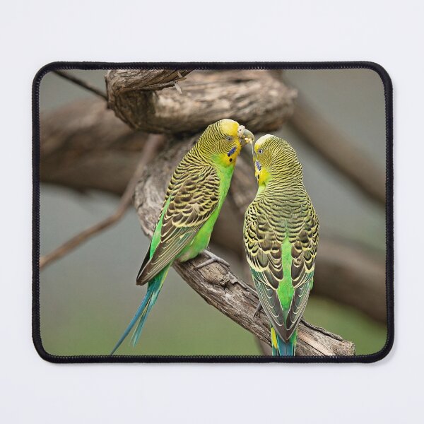 Item preview, Budgerigars designed and sold by Bevlea Ross.