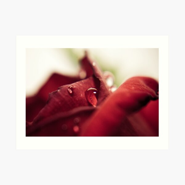 Valentine's Rose Art Print