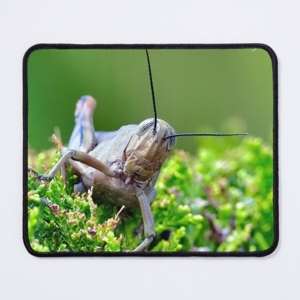 Item preview, Grasshopper 64 designed and sold by kevin Chippindall.