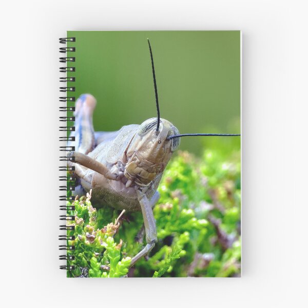 Item preview, Grasshopper 64 designed and sold by kevin Chippindall.