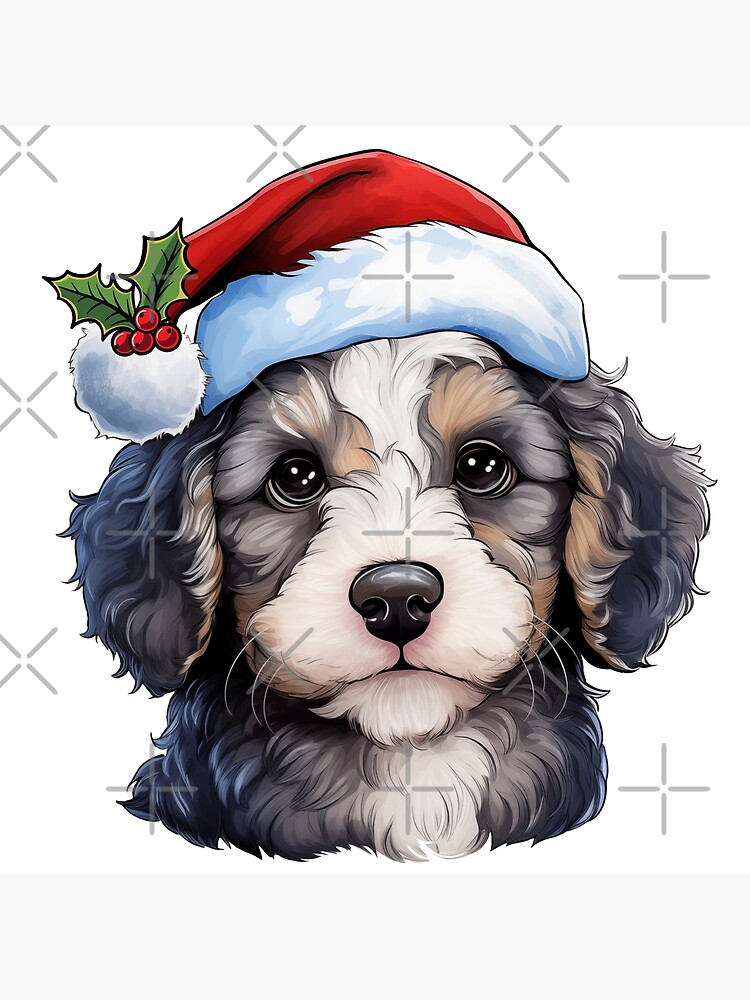 Christmas Cavoodle Cavapoo Blue Merle