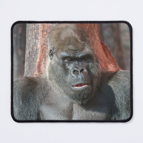 Item preview, Iconic Silverback - Oumbi Unveiled designed and sold by rawshutterbug.