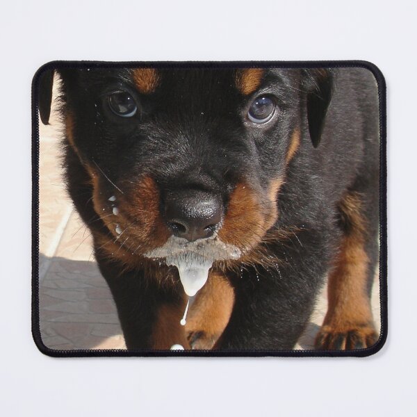 Item preview, Cute Rottweiler Mucky Pup Lapping Milk designed and sold by taiche.
