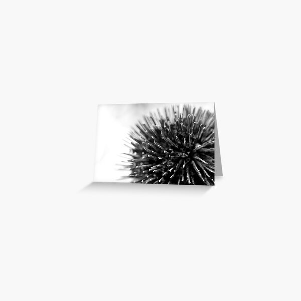 Autumn Flowers Greeting Card