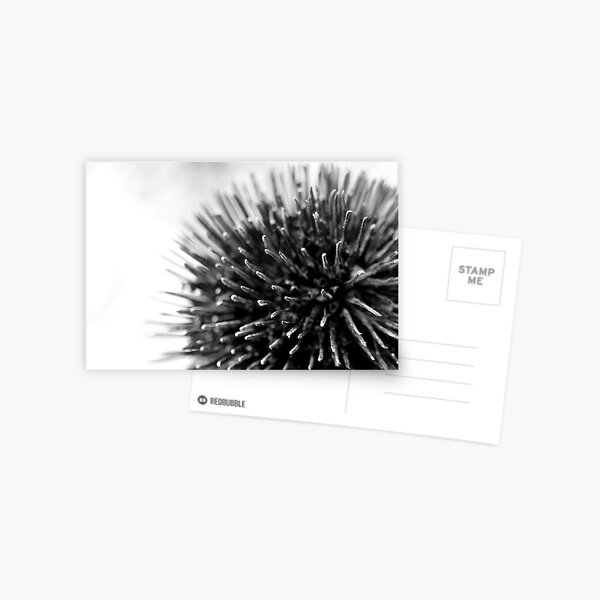 Autumn Flowers Postcard