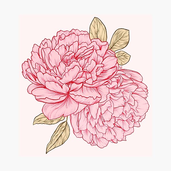 Artikel-Vorschau von Rosa Pfingstrosen, designt und verkauft von Laura OConnor Art.