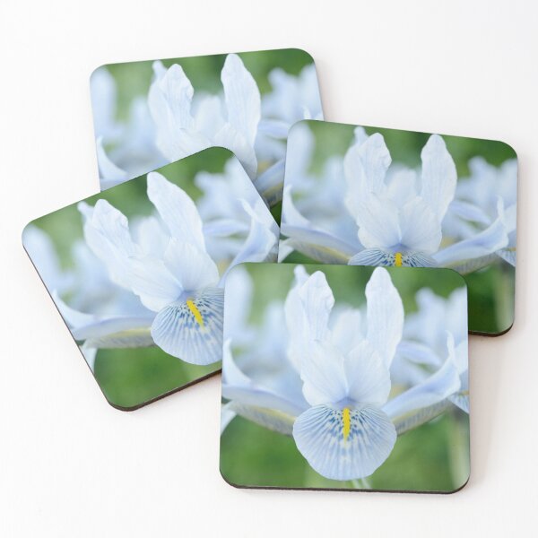 Item preview, Iris  'Sheila Ann Germaney'  Reticulata   designed and sold by Chris Burrows.