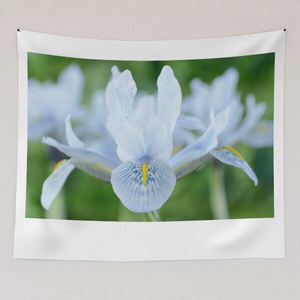 Item preview, Iris  'Sheila Ann Germaney'  Reticulata   designed and sold by Chris Burrows.