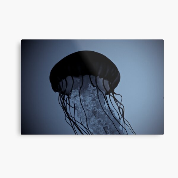 Jellyfish Metal Print