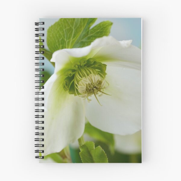 Item preview, Helleborus x hybridus  'Pretty Ellen White'  Hellebore  designed and sold by Chris Burrows.